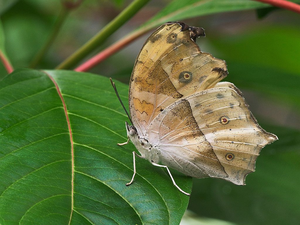 Salamis Parhassus, Central Africa